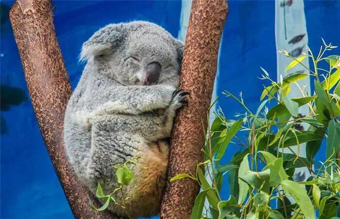 5DC0C0A6A2DDDD24C788C8BCD7D62B0E