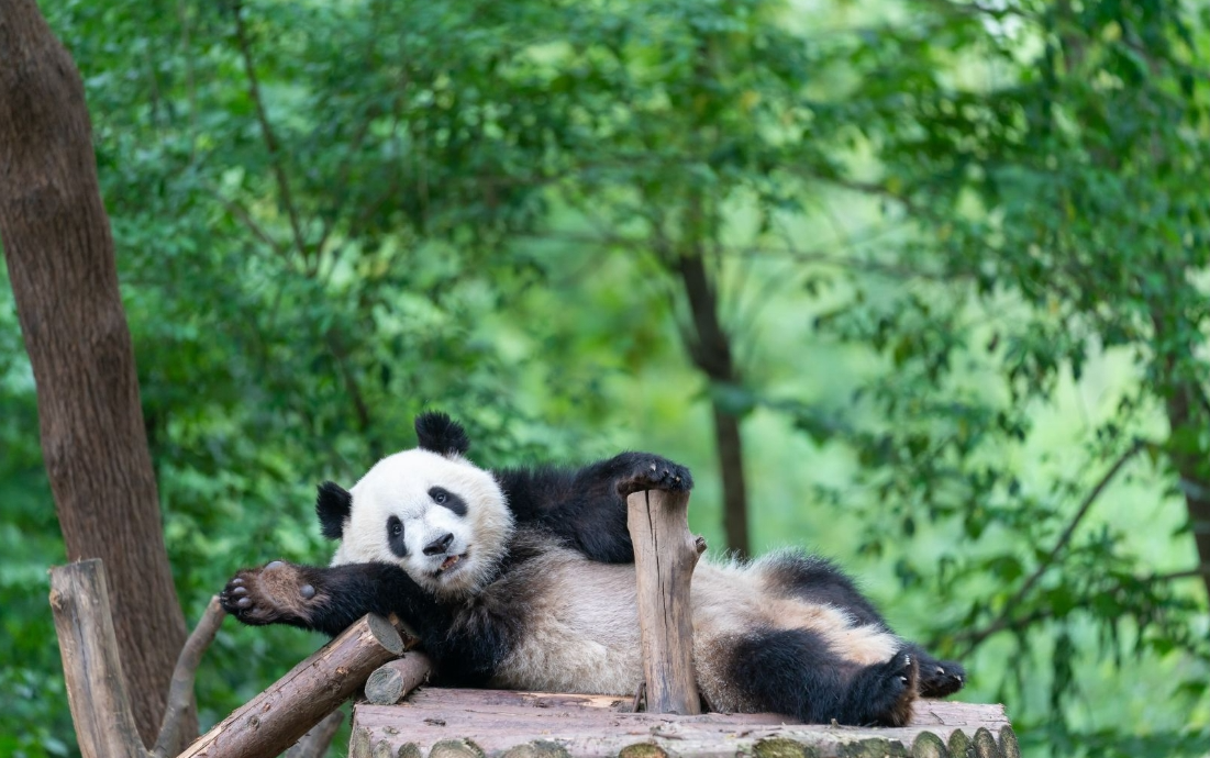 screenshot-1719801721774成都1 screenshot-1719801721774成都1