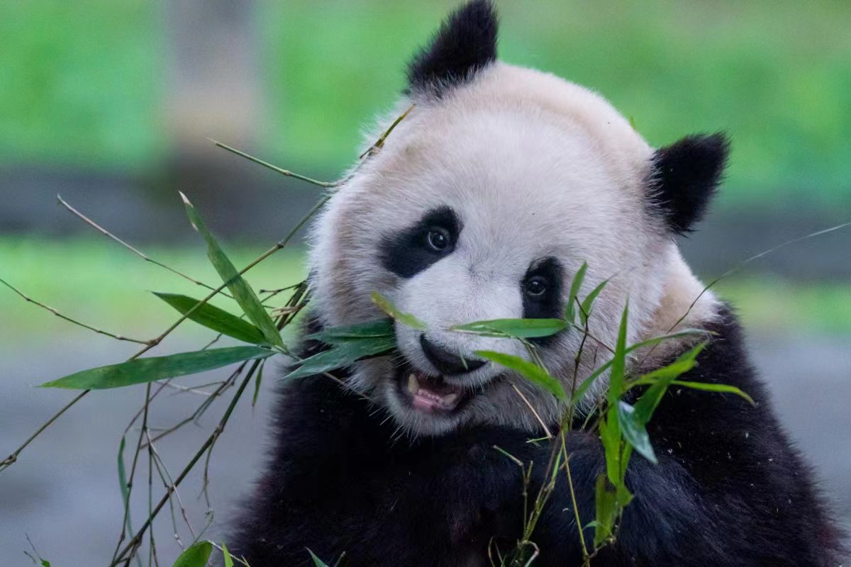 熊猫2