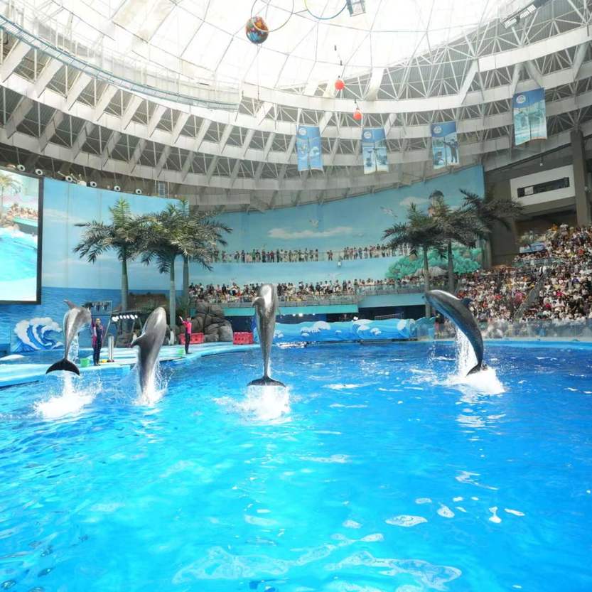 海狮运动会 海狮运动会