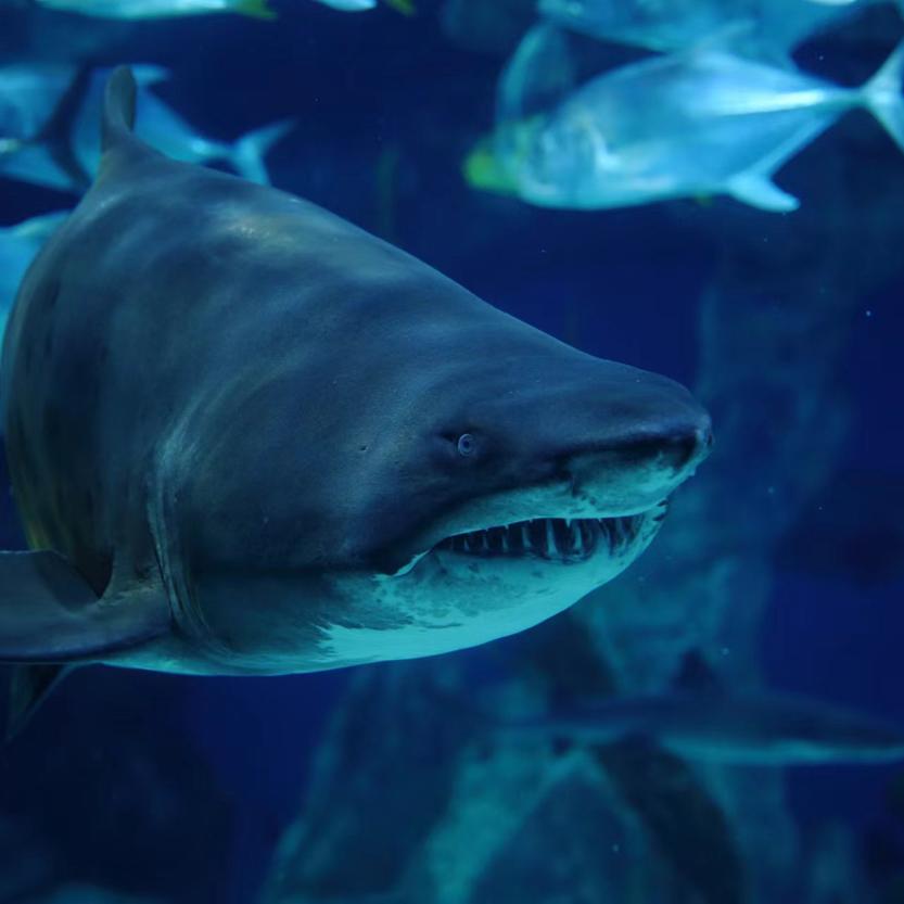 鲨鱼 鲨鱼