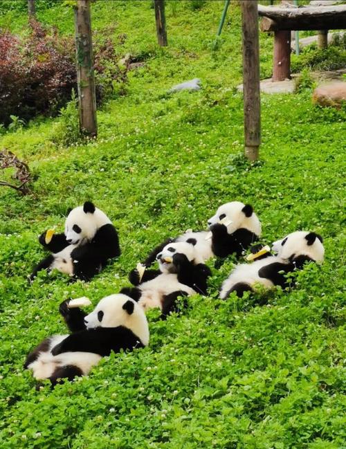 熊猫 熊猫