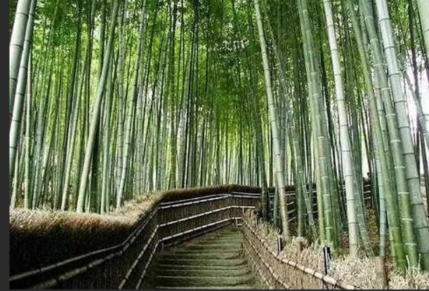 屏幕截图_3-11-2025_9590_cn.bing.com