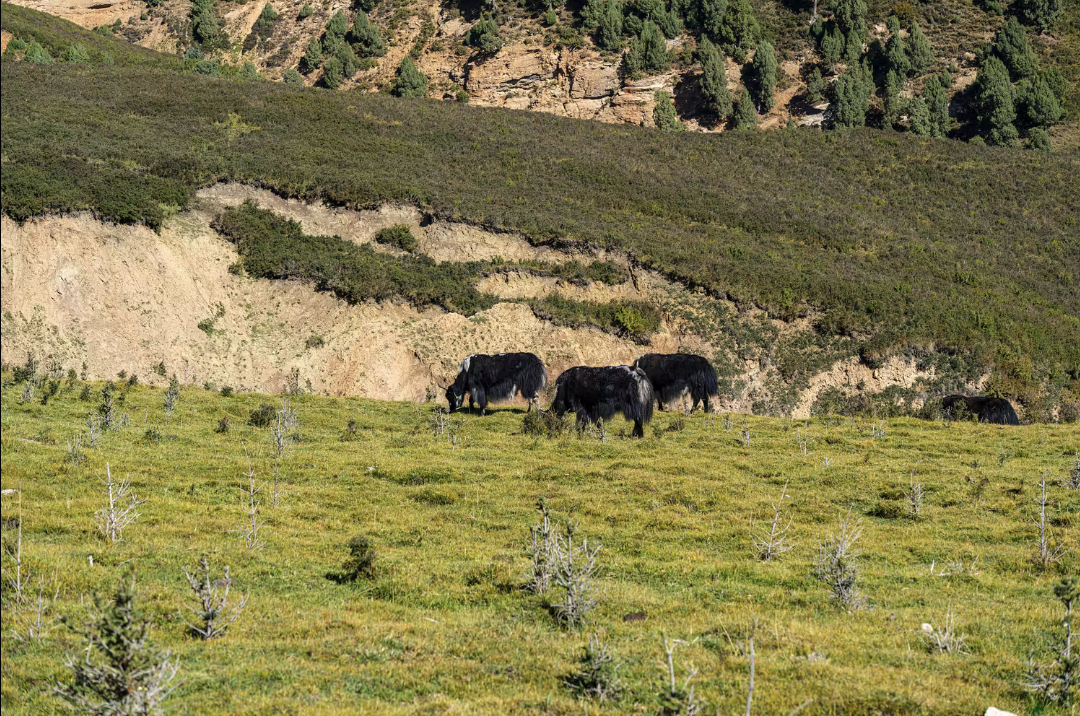 Screenshot_2025_1113_175812